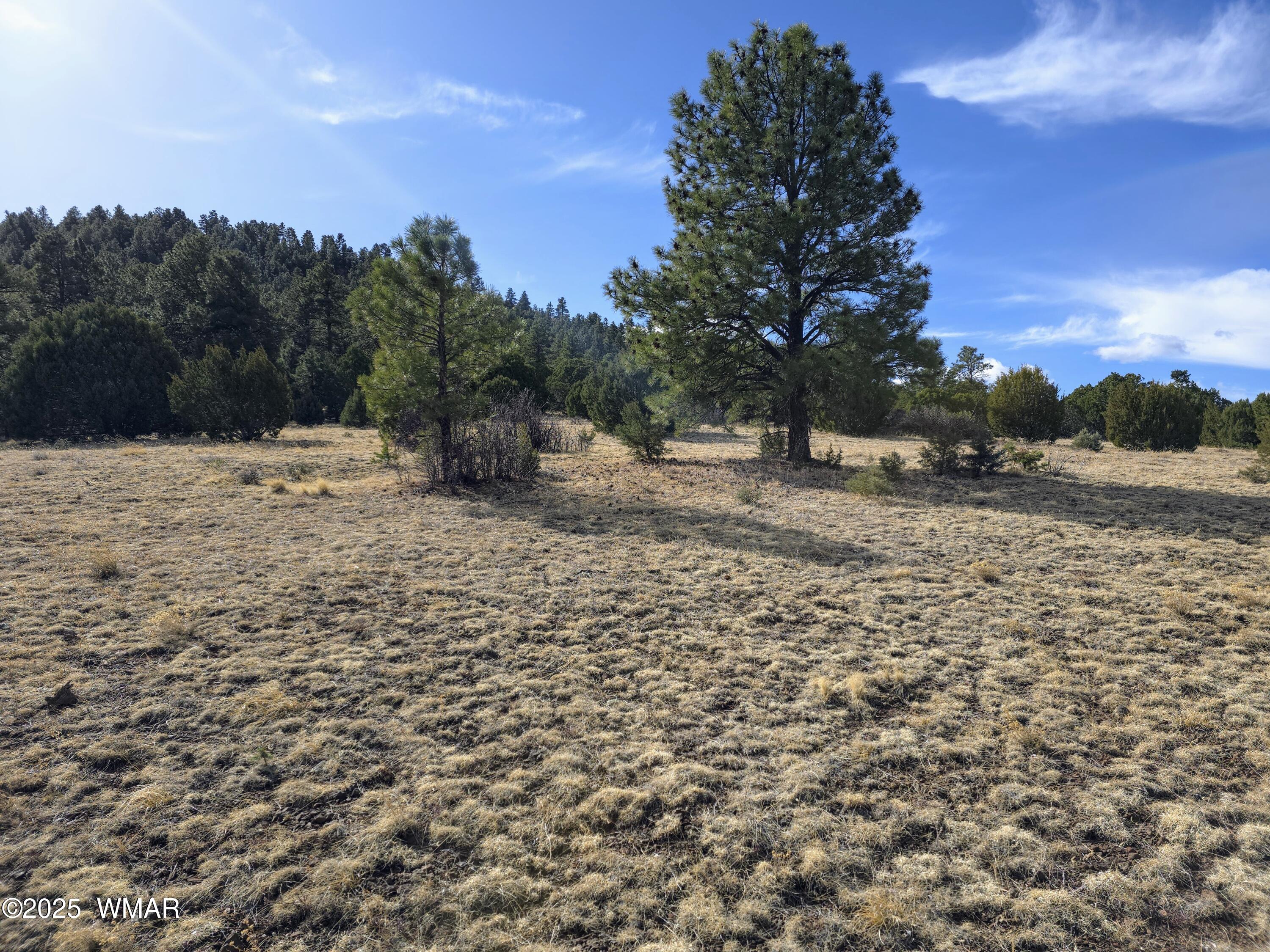 Lot 8 Red Cabin Ranch, Unit LOT8 Vernon, AZ 85940 - Photo 24 of 31 Lot 8 Red Cabin Ranch 7
