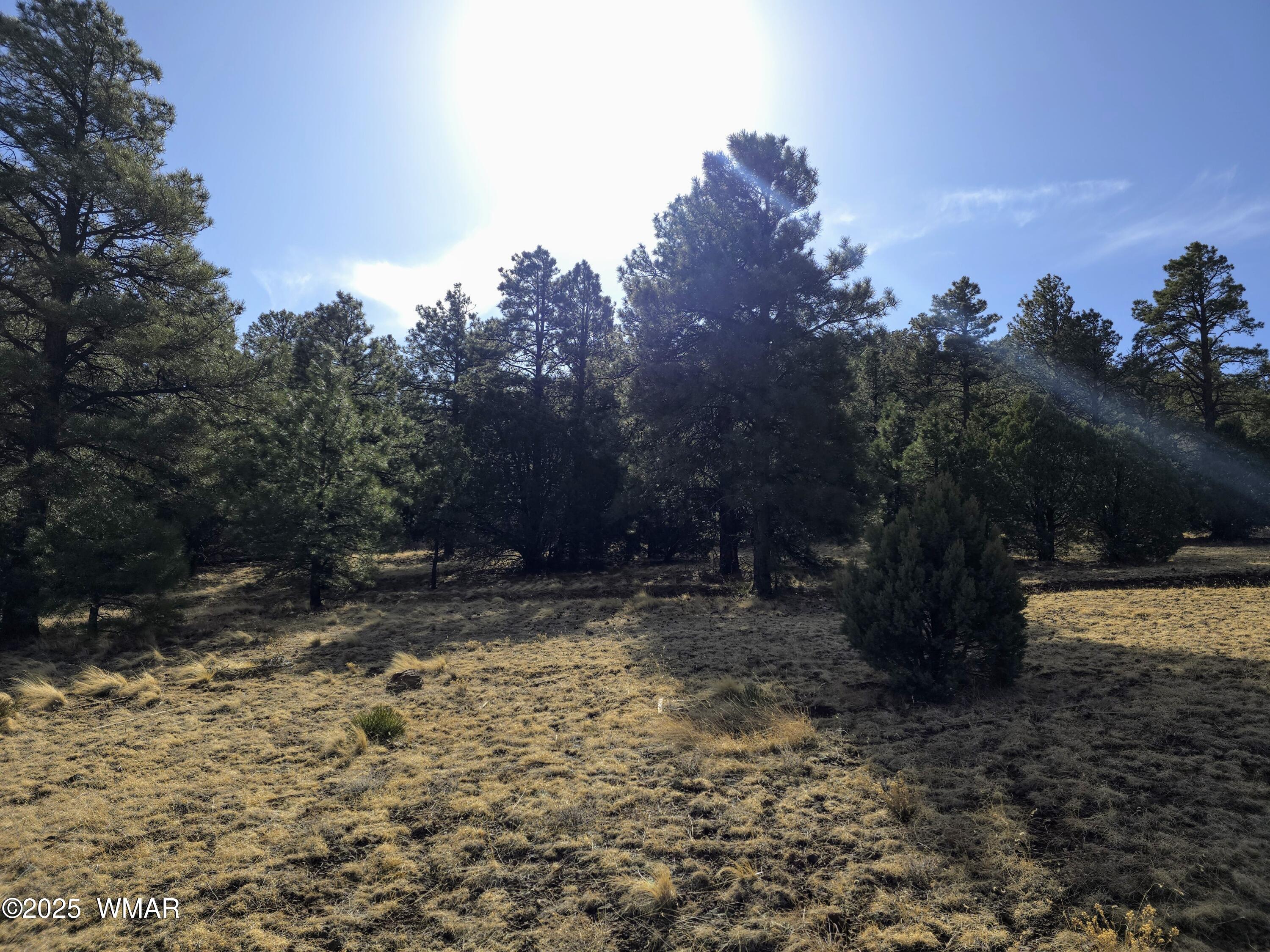 Lot 8 Red Cabin Ranch, Unit LOT8 Vernon, AZ 85940 - Photo 25 of 31 Lot 8 Red Cabin Ranch 8