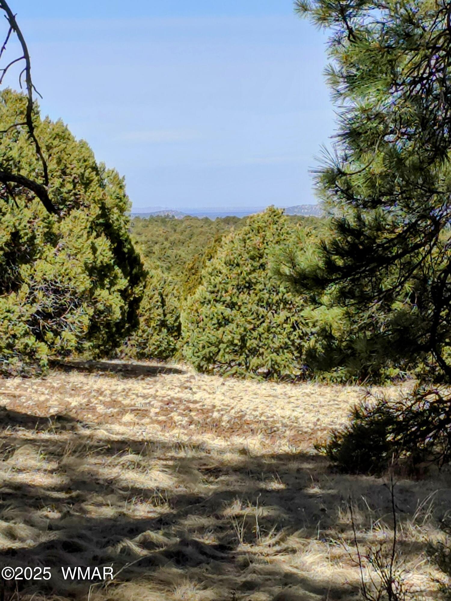 Lot 8 Red Cabin Ranch, Unit LOT8 Vernon, AZ 85940 - Photo 26 of 31 Lot 8 Red Cabin Ranch 22