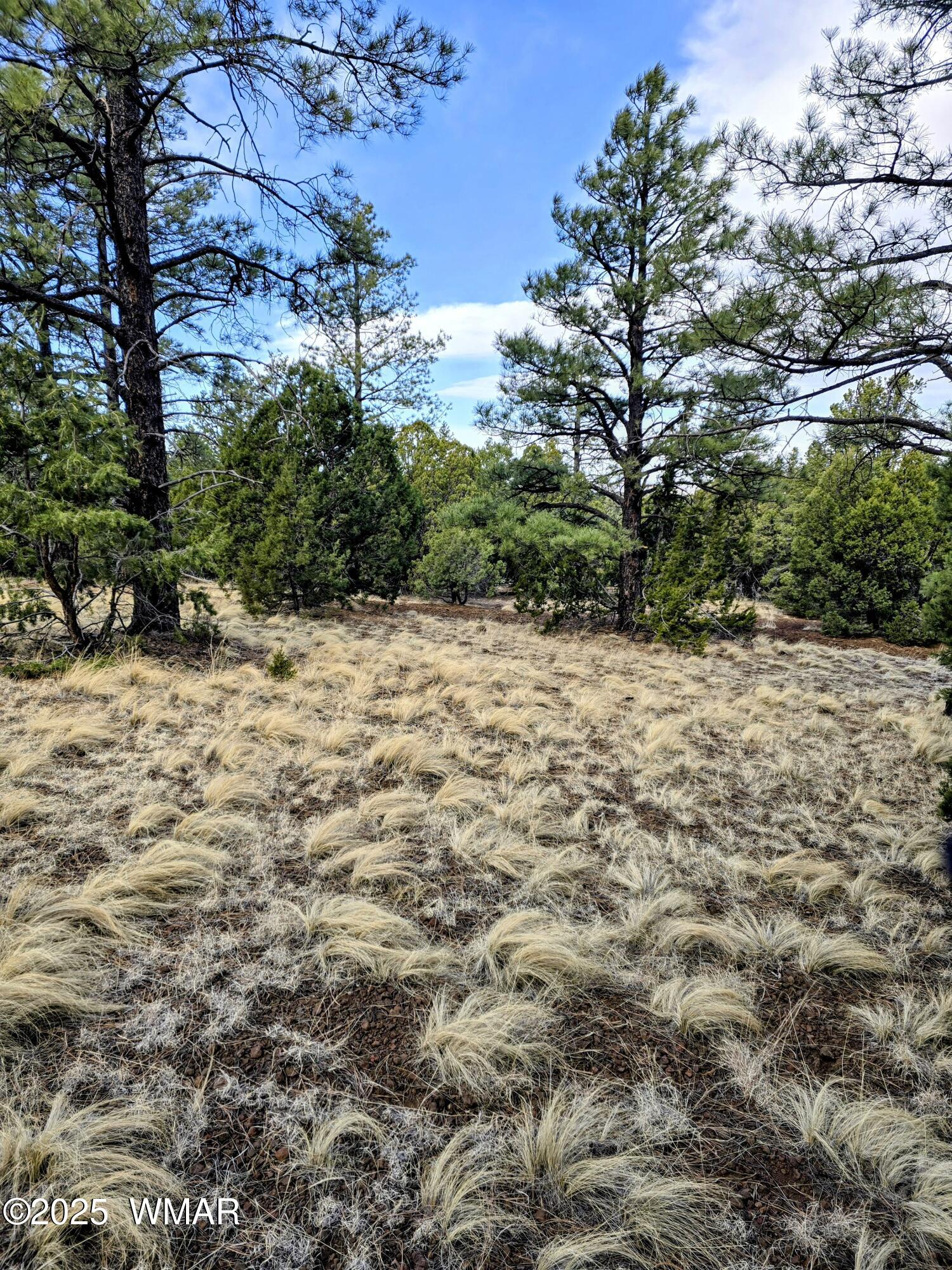 Lot 8 Red Cabin Ranch, Unit LOT8 Vernon, AZ 85940 - Photo 28 of 31 Lot 8 Red Cabin Ranch 25