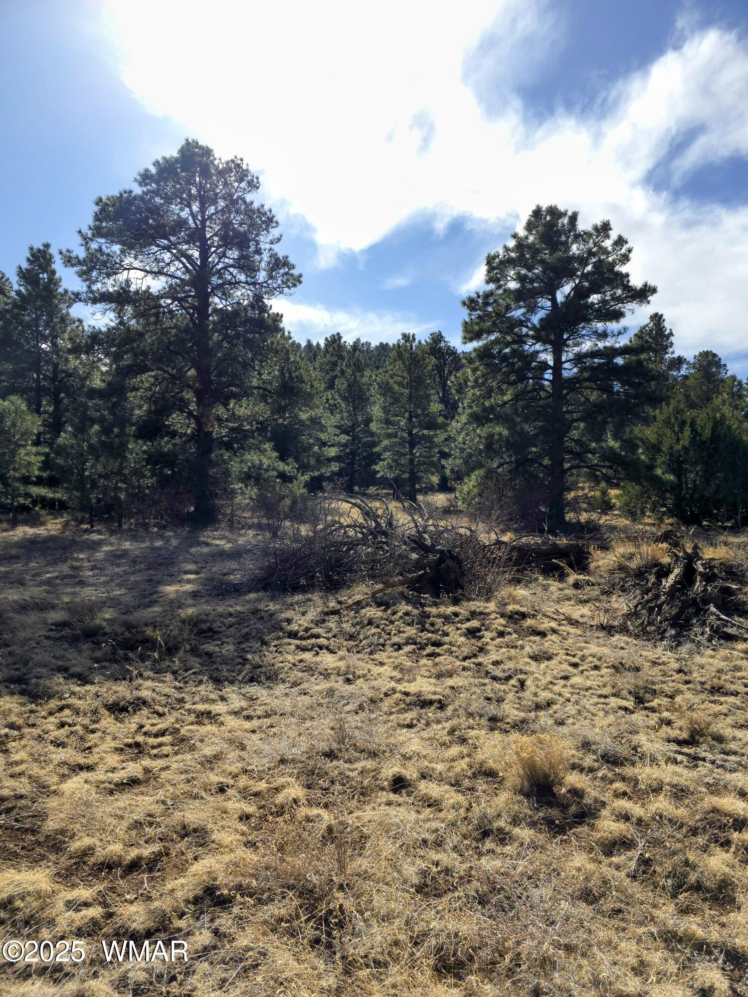 Lot 8 Red Cabin Ranch, Unit LOT8 Vernon, AZ 85940 - Photo 29 of 31 Lot 8 Red Cabin Ranch 33