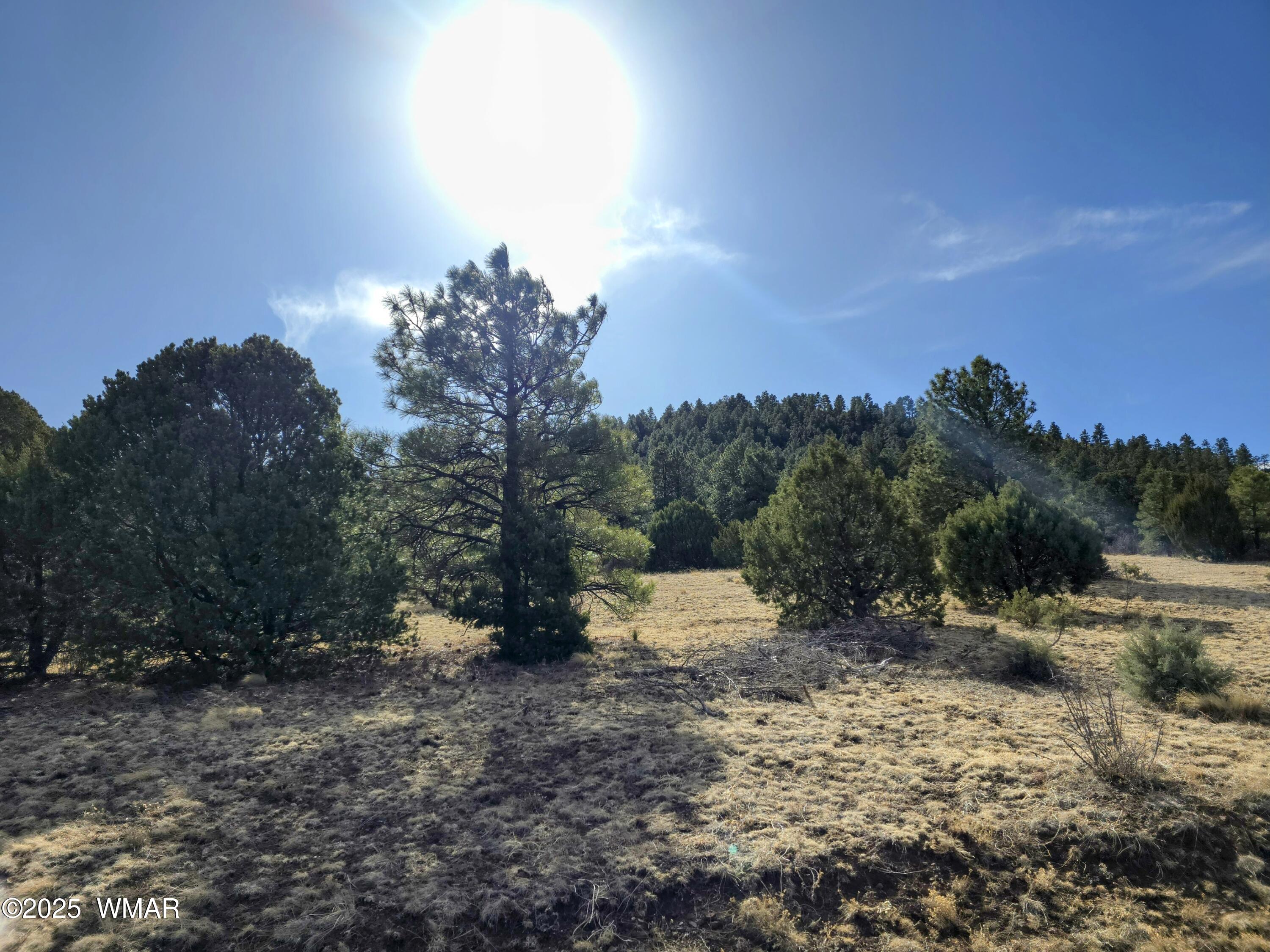 Lot 8 Red Cabin Ranch, Unit LOT8 Vernon, AZ 85940 - Photo 31 of 31 Lot 8 Red Cabin Ranch 2