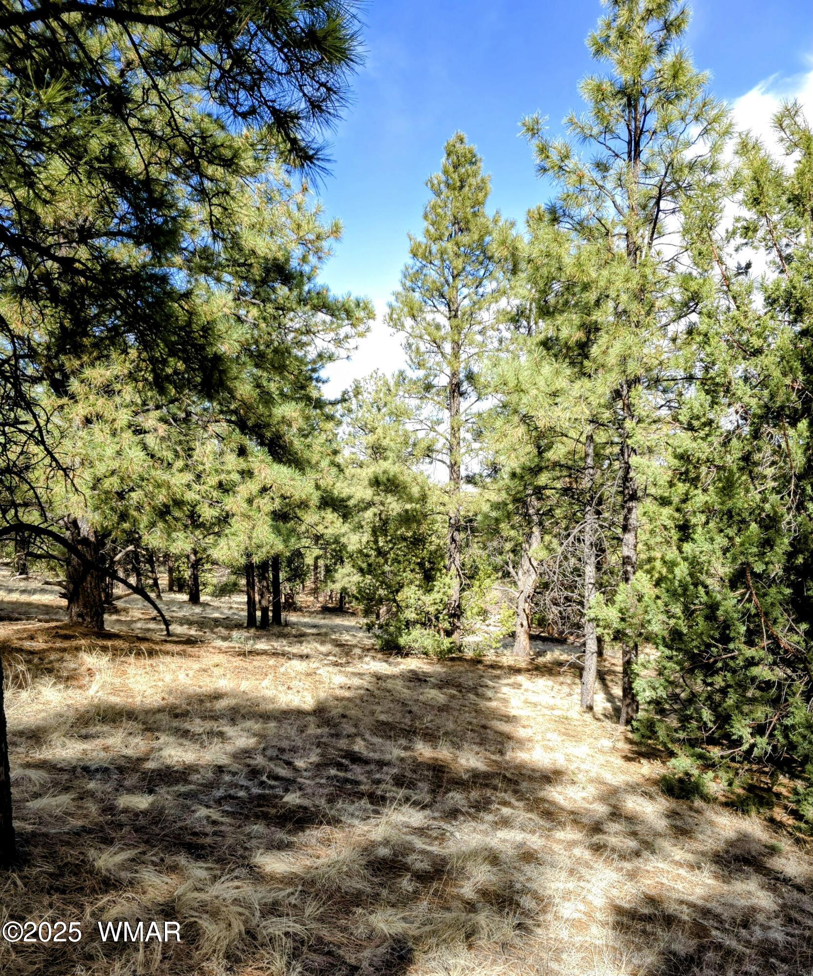 Lot 8 Red Cabin Ranch, Unit LOT8 Vernon, AZ 85940 - Photo 4 of 31 Lot 8 Red Cabin Ranch 31