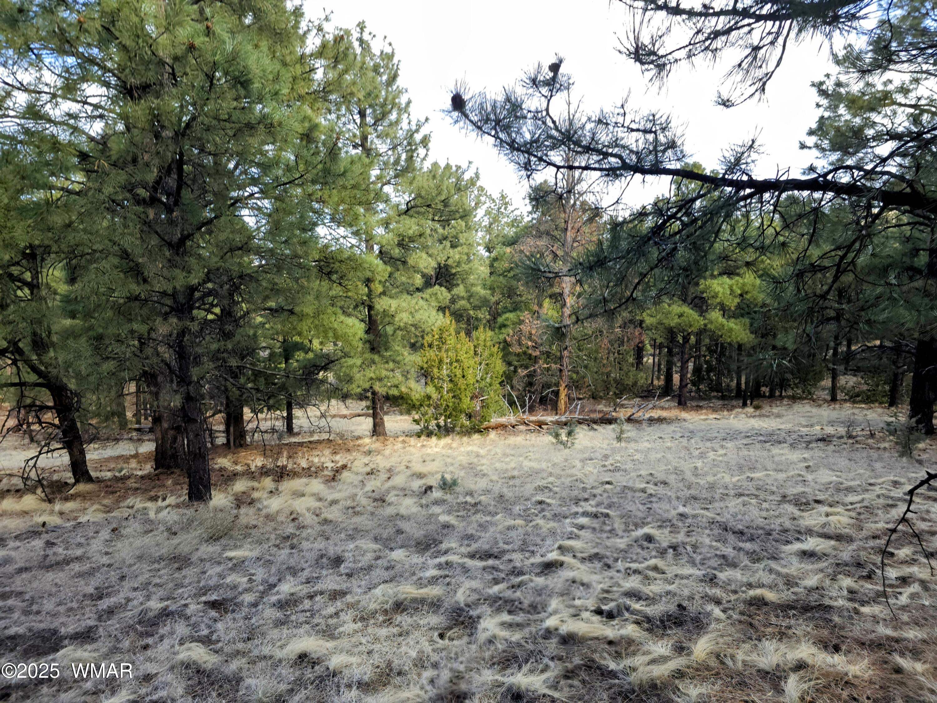 Lot 8 Red Cabin Ranch, Unit LOT8 Vernon, AZ 85940 - Photo 6 of 31 Lot 8 Red Cabin Ranch 28