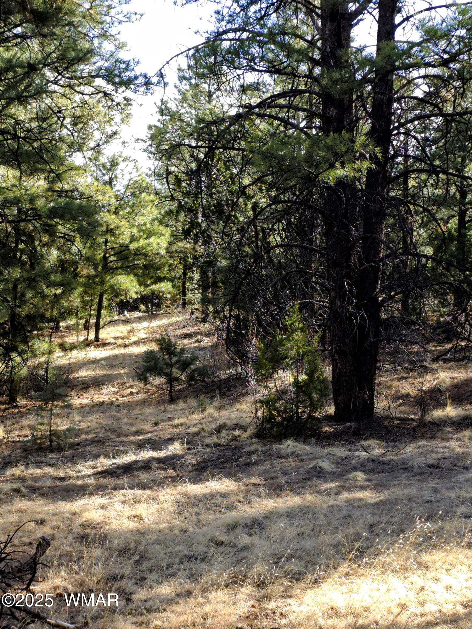 Lot 8 Red Cabin Ranch, Unit LOT8 Vernon, AZ 85940 - Photo 8 of 31 Lot 8 Red Cabin Ranch 23