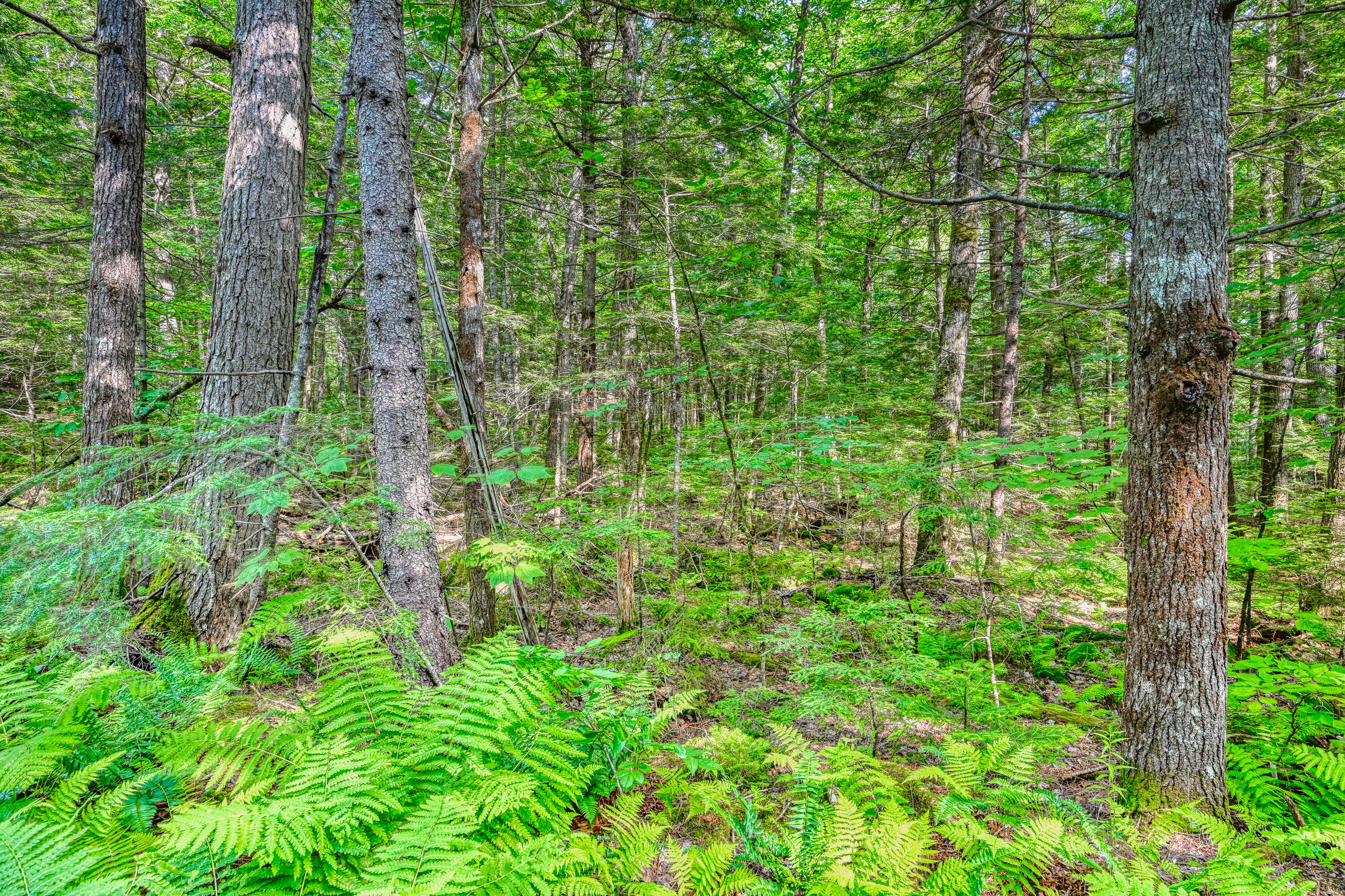 Lot 39 Tims Cove Road Willimantic, ME 04443 - Photo 11 of 17 110091gr-110