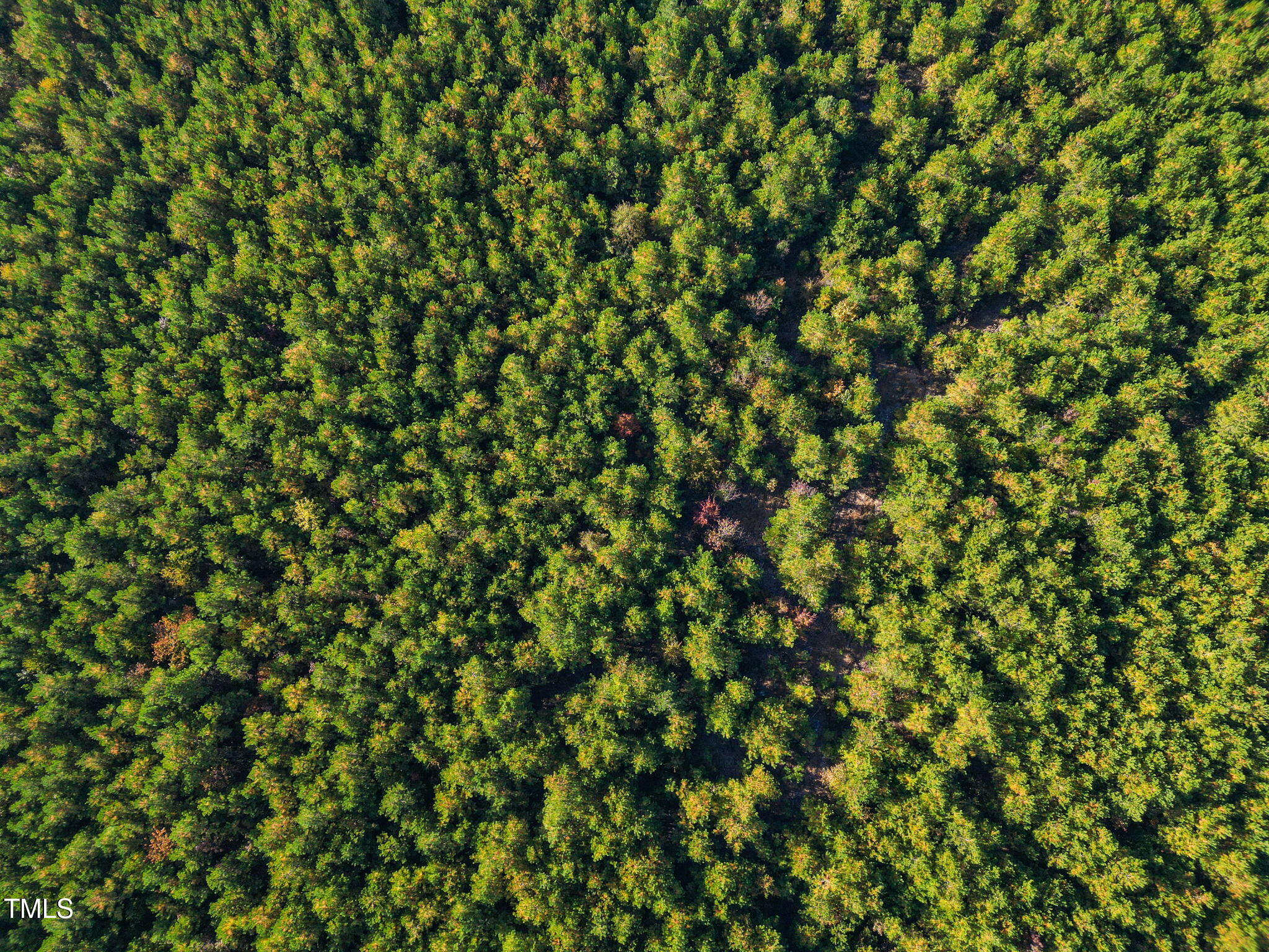 0 Brogden Road Smithfield, NC 27577 - Photo 10 of 13 a view of a tree