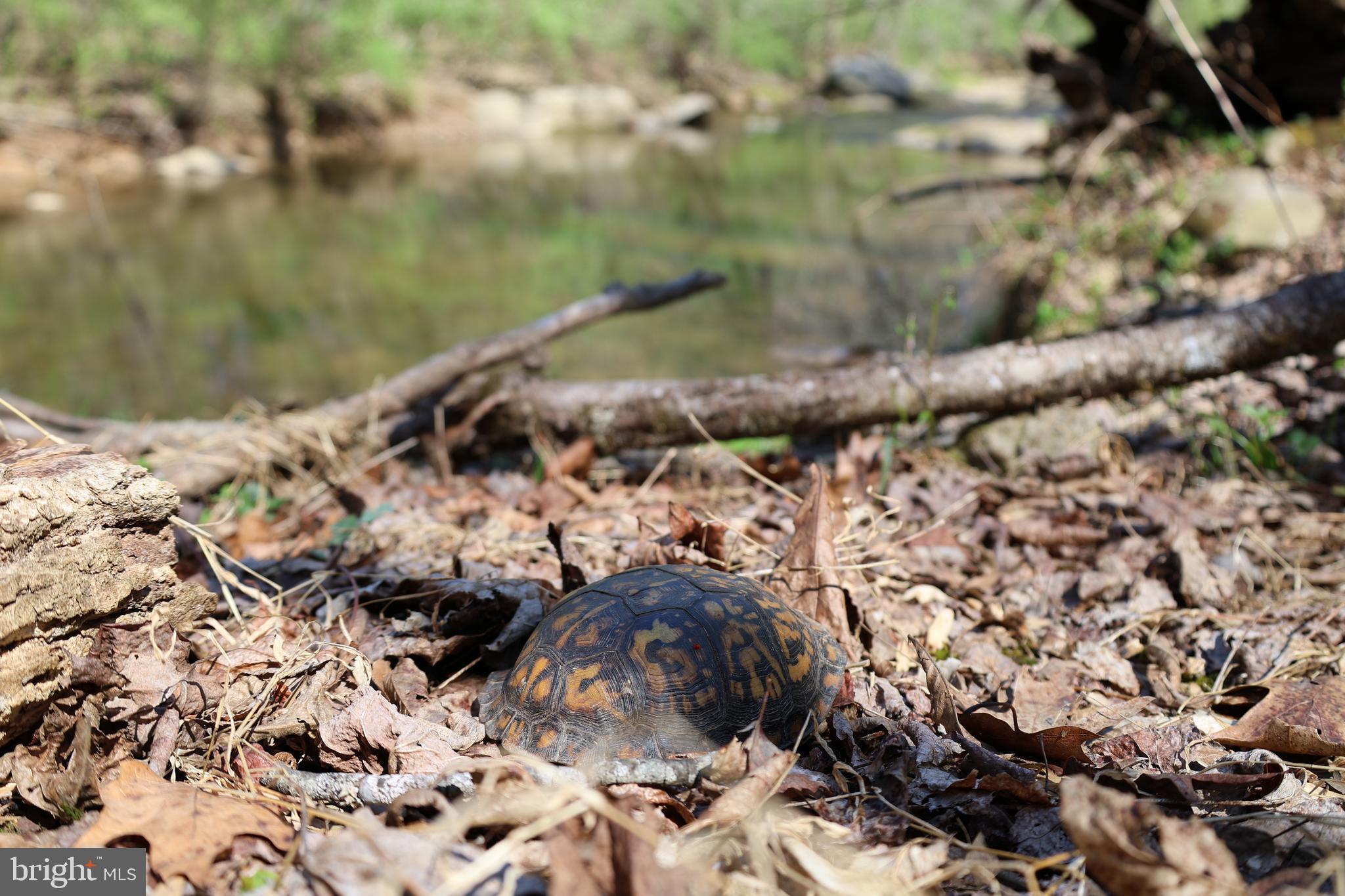 59 Hunters Road Woodville, VA 22749 - Photo 87 of 103 Eastern Box Turtle found next to the river.