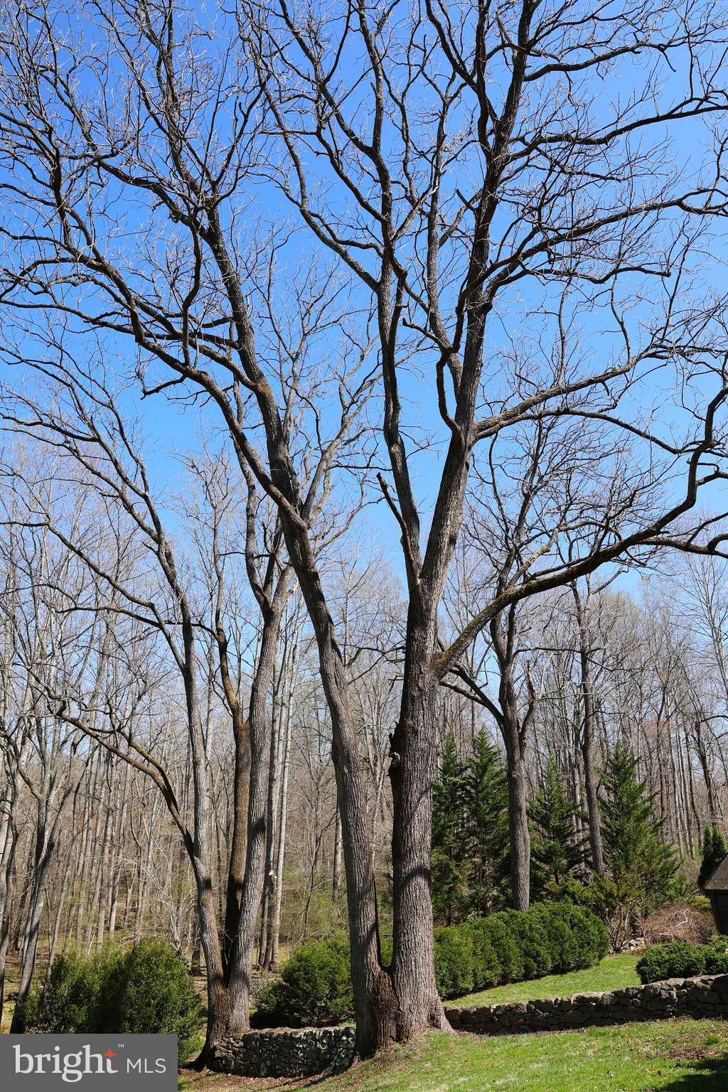 59 Hunters Road Woodville, VA 22749 - Photo 97 of 103 Large mature Black Walnut Trees