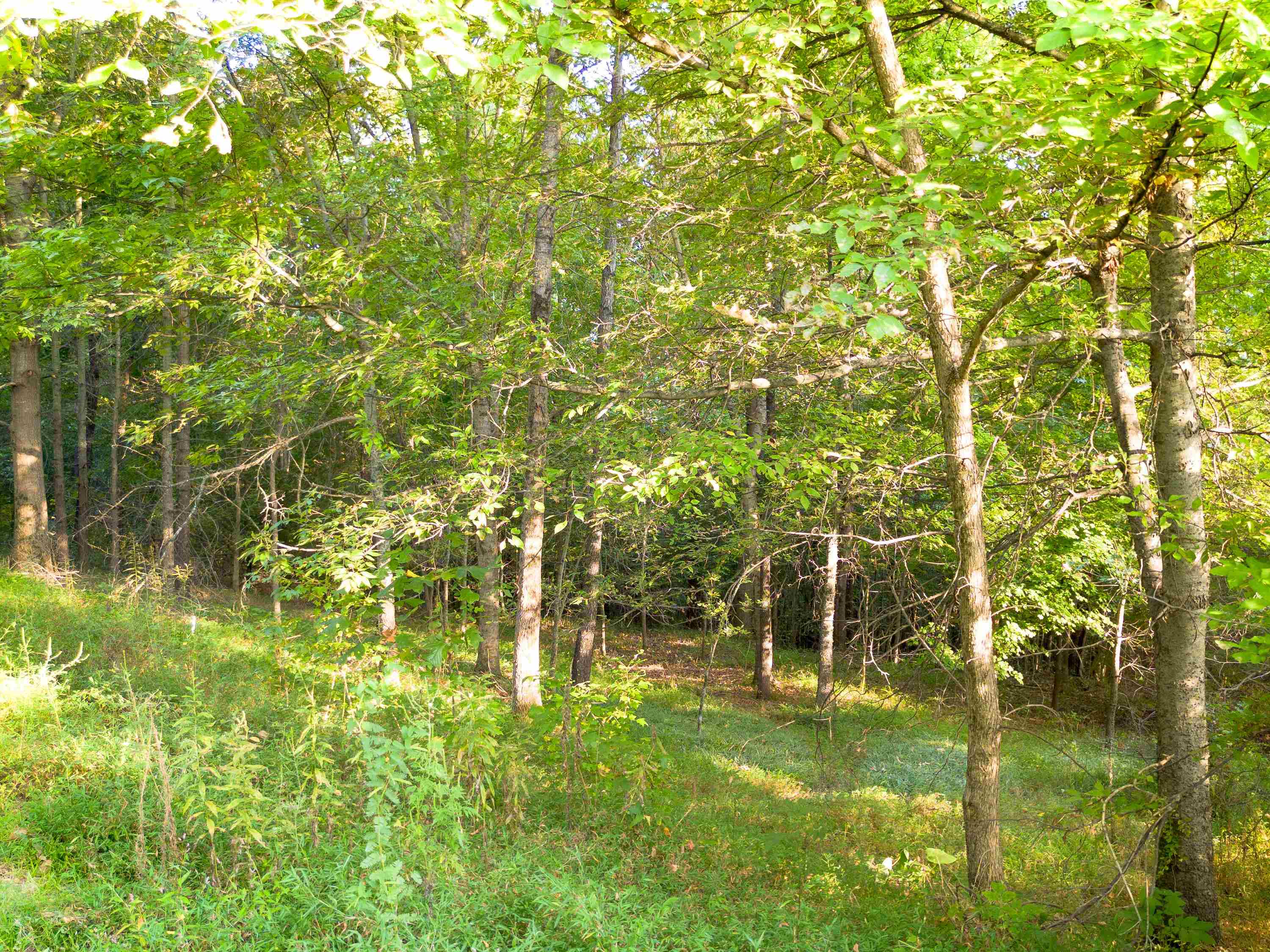 0 Elm Grove Road Burlison, TN 38015 - Photo 4 of 10 a view of yard with green space
