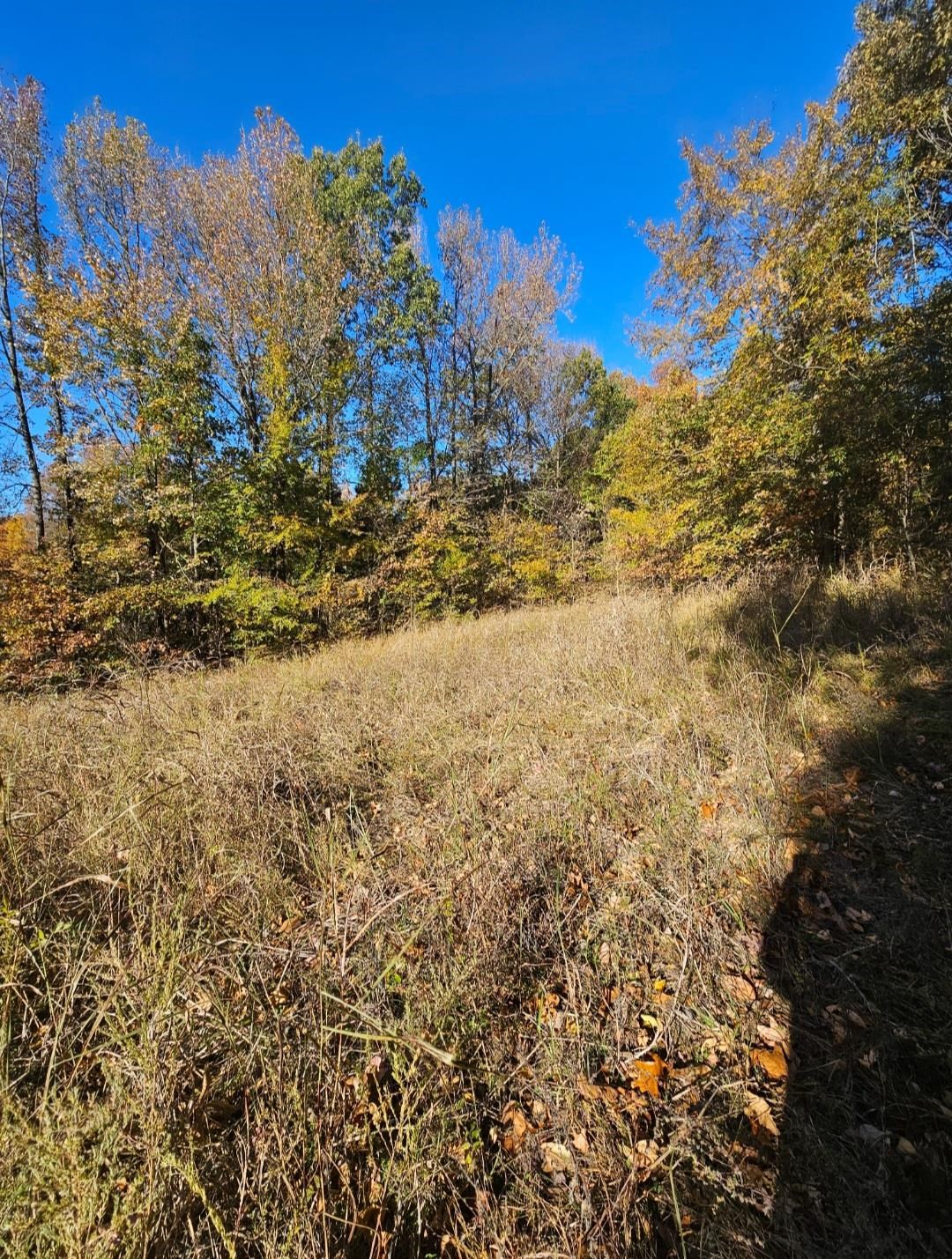 0 Elm Grove Road Burlison, TN 38015 - Photo 9 of 10 a view of a yard with a tree