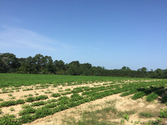 200 Memphis Church Road Dothan, AL 36301 - Photo 1 of 1