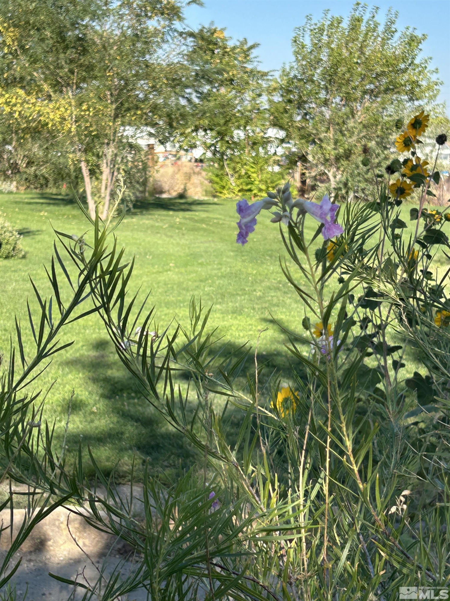 13200 Carson Highway Fallon, NV 89406 - Photo 4 of 35 a backyard of a building with lots of green space