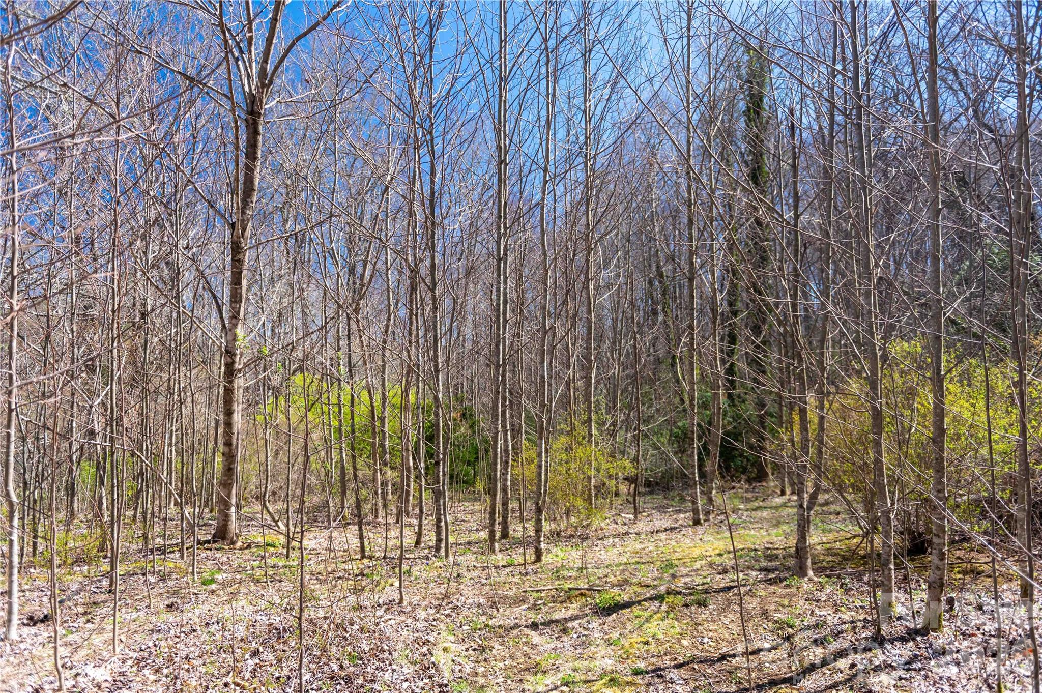 99 Banjo Branch Road Burnsville, NC 28714 - Photo 13 of 42 a view of a yard with trees