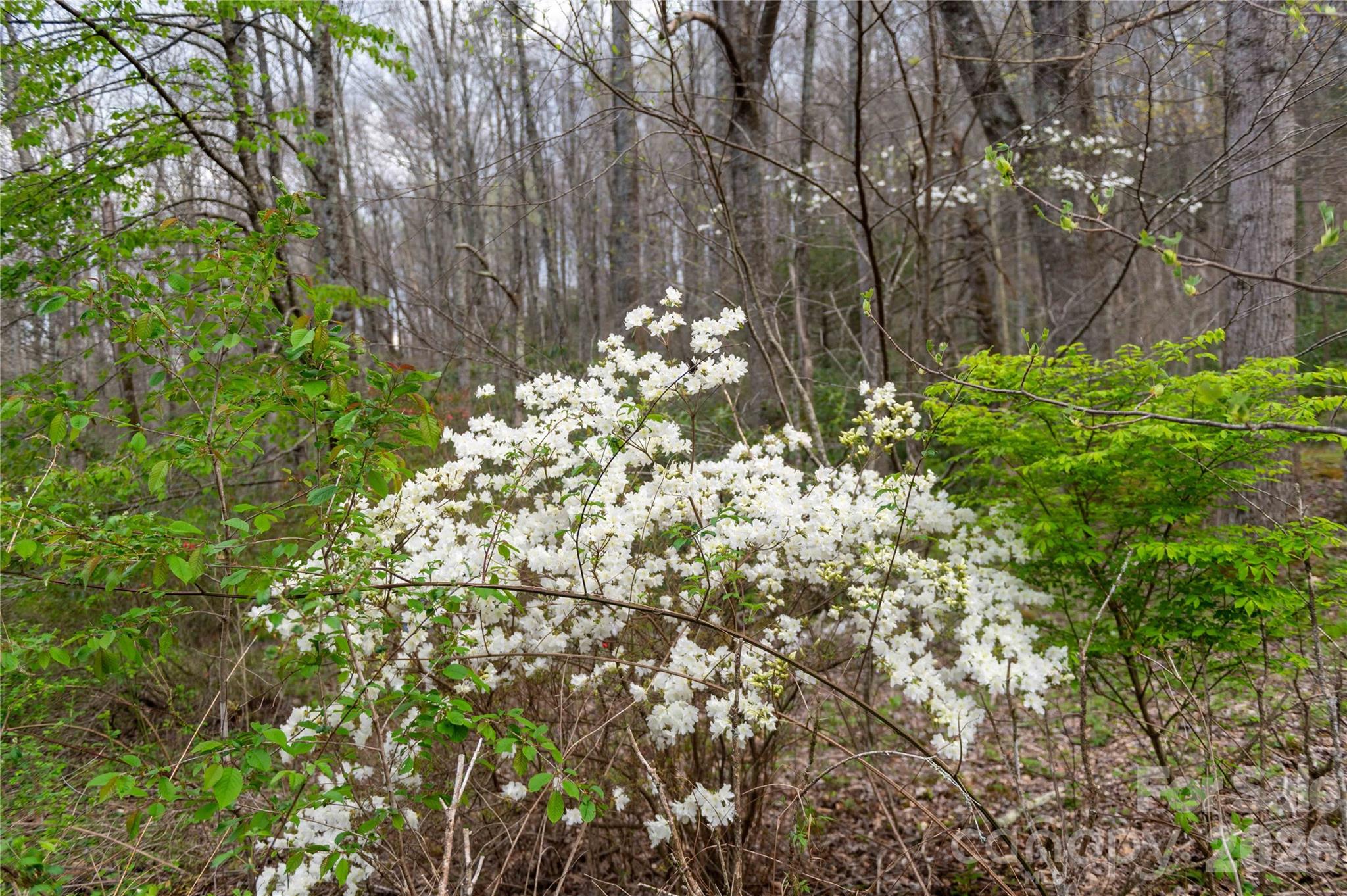 99 Banjo Branch Road Burnsville, NC 28714 - Photo 15 of 42 a view of flowers in middle of garden