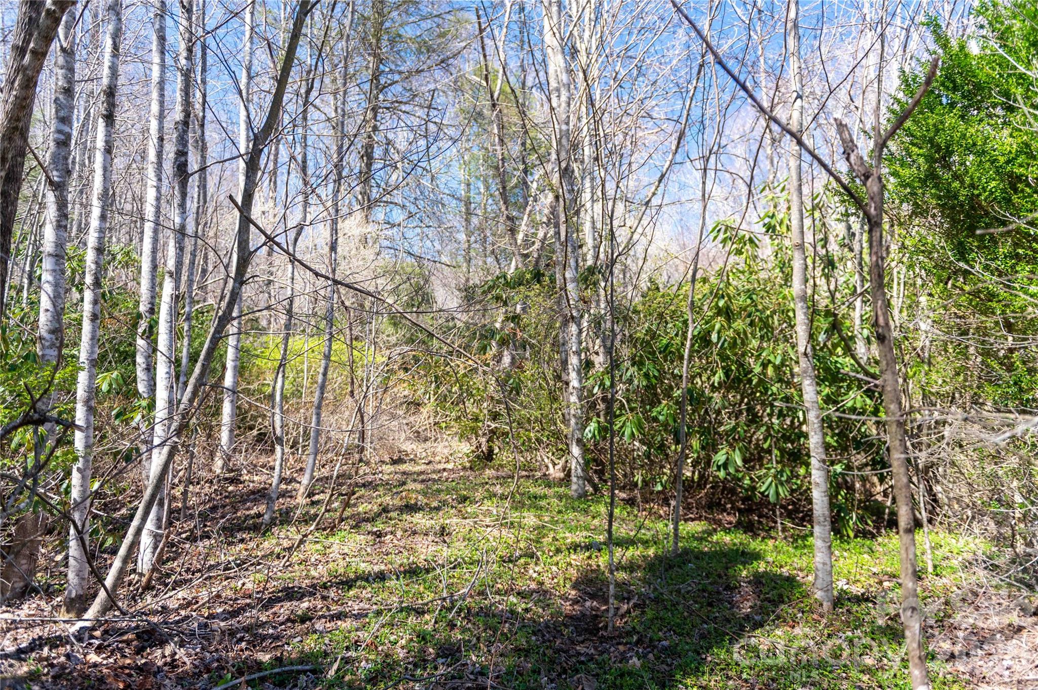99 Banjo Branch Road Burnsville, NC 28714 - Photo 16 of 42 a view of yard with trees