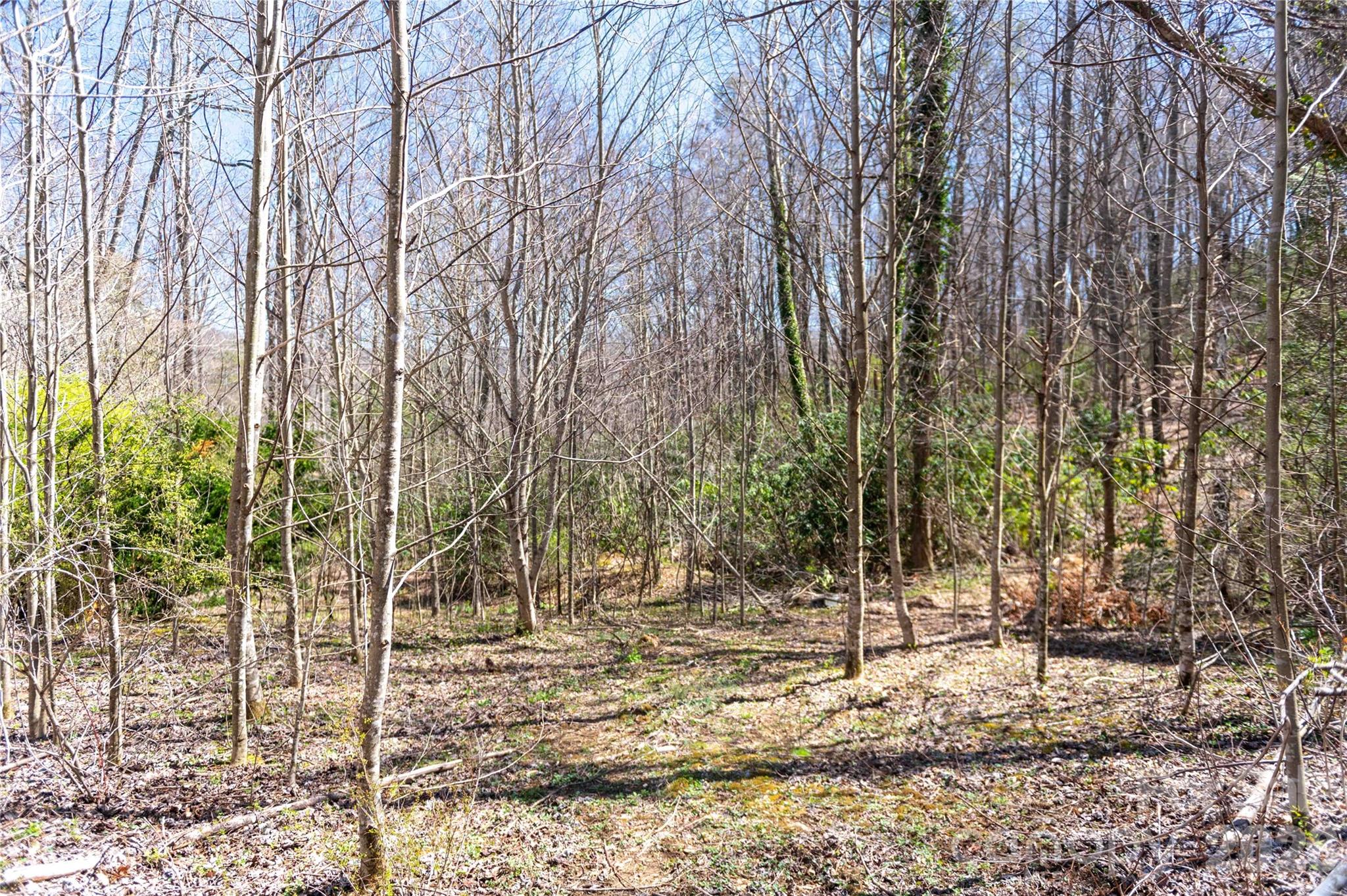 99 Banjo Branch Road Burnsville, NC 28714 - Photo 17 of 42 a view of a forest filled with trees
