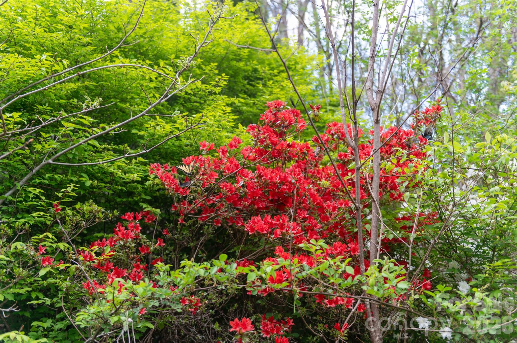 99 Banjo Branch Road Burnsville, NC 28714 - Photo 2 of 42 a view of a flower in a garden