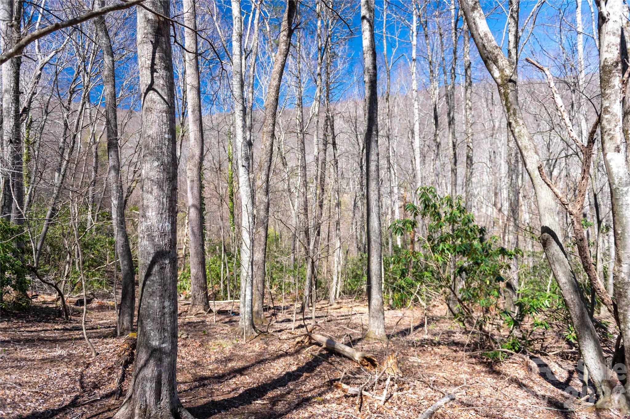 99 Banjo Branch Road Burnsville, NC 28714 - Photo 28 of 42 a view of a backyard with trees