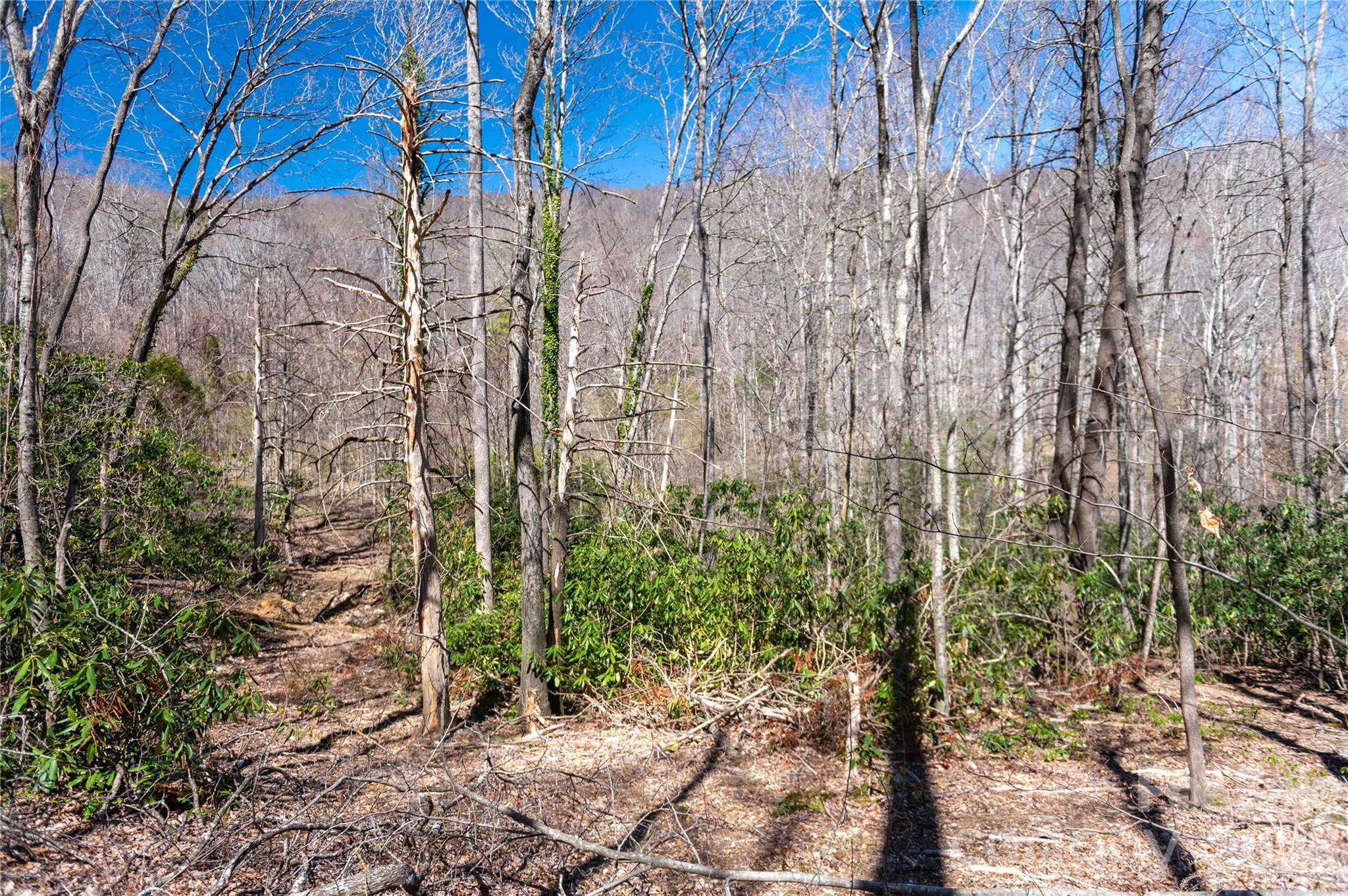 99 Banjo Branch Road Burnsville, NC 28714 - Photo 29 of 42 a view of a yard with plants and trees
