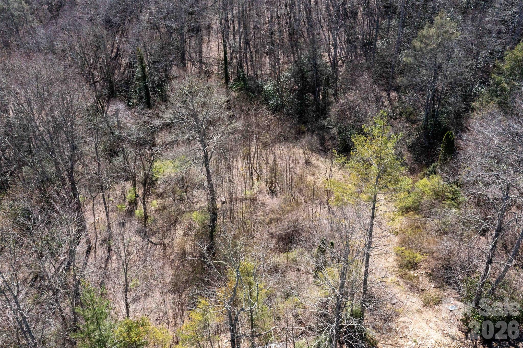 99 Banjo Branch Road Burnsville, NC 28714 - Photo 3 of 42 a view of a forest with trees