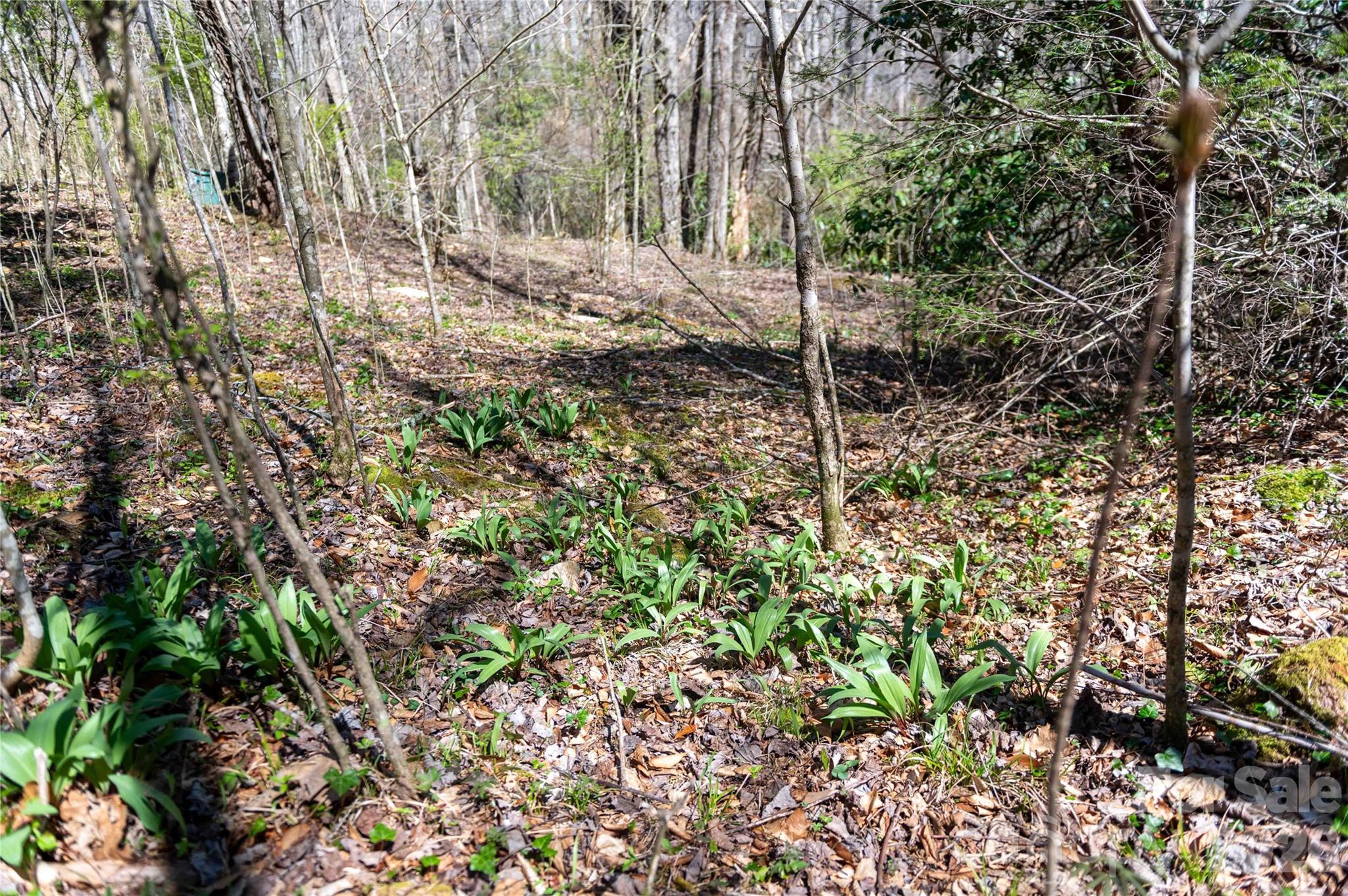 99 Banjo Branch Road Burnsville, NC 28714 - Photo 34 of 42 a view of a forest