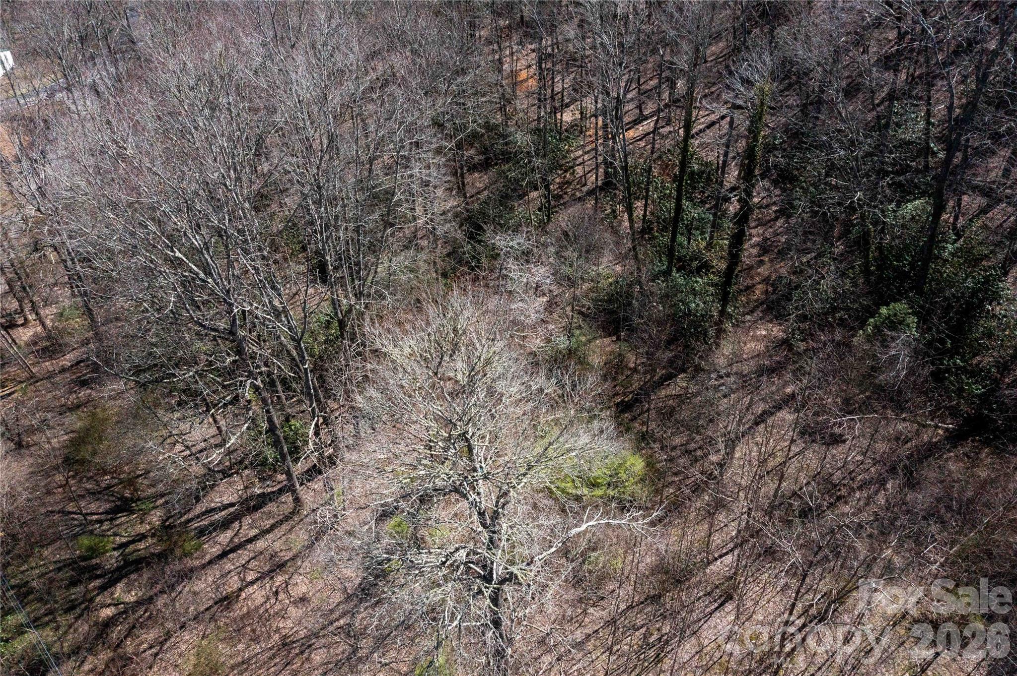 99 Banjo Branch Road Burnsville, NC 28714 - Photo 37 of 42 a view of a forest with lots of trees