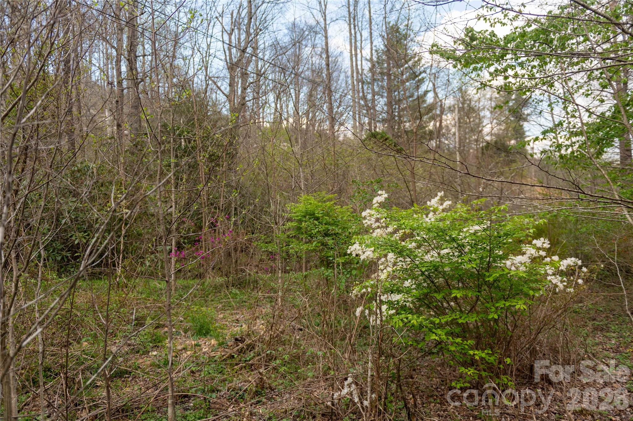 99 Banjo Branch Road Burnsville, NC 28714 - Photo 41 of 42 a view of a tree with a yard