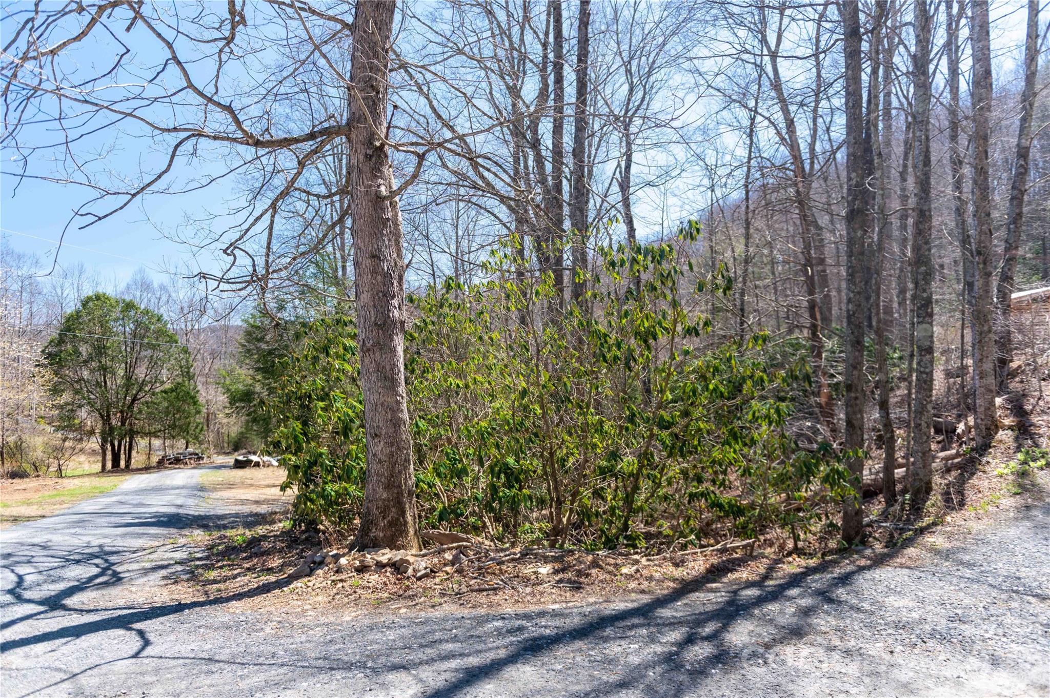 99 Banjo Branch Road Burnsville, NC 28714 - Photo 5 of 42 a view of a yard with plants and trees