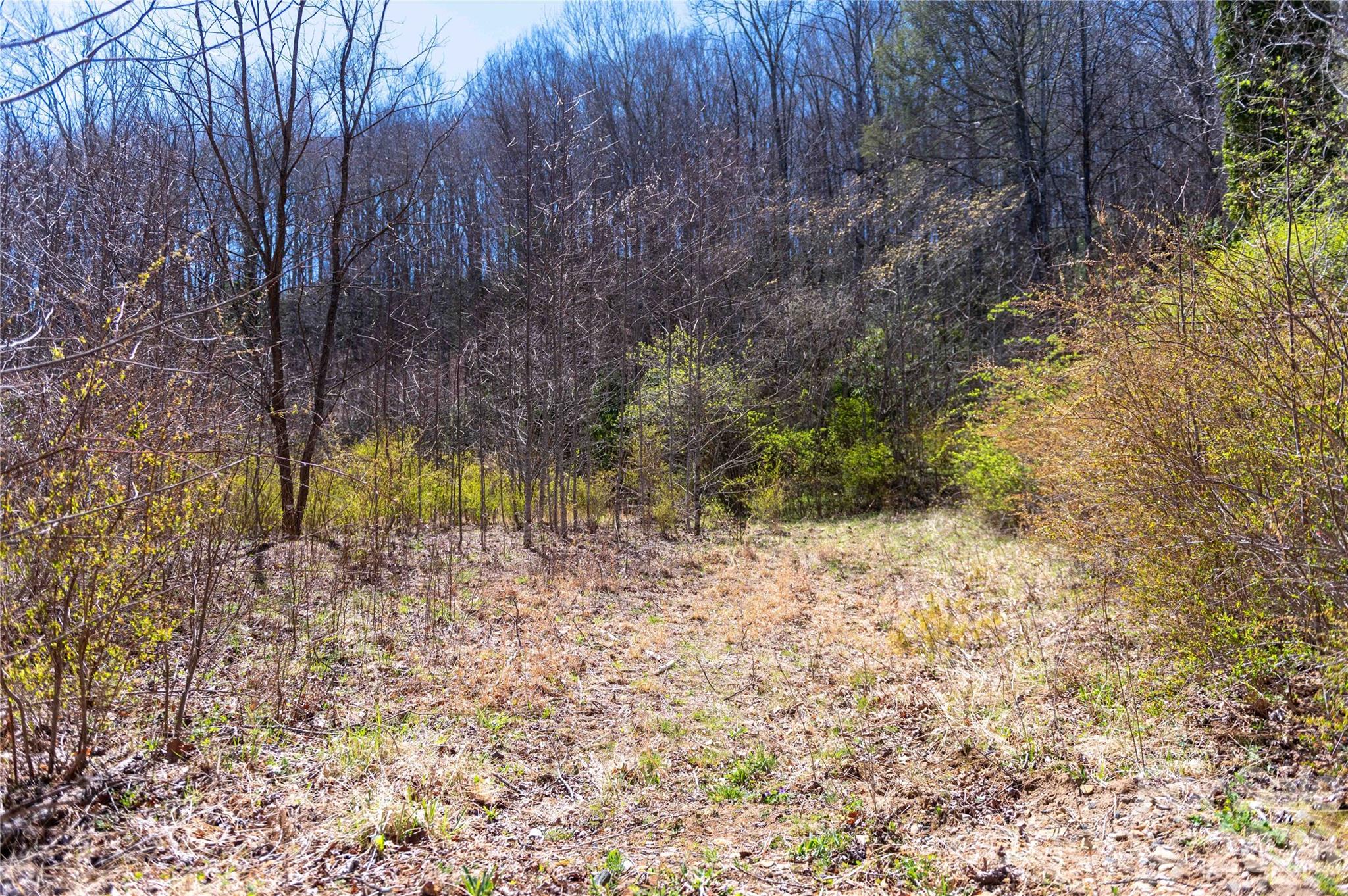 99 Banjo Branch Road Burnsville, NC 28714 - Photo 7 of 42 a view of a yard with a tree