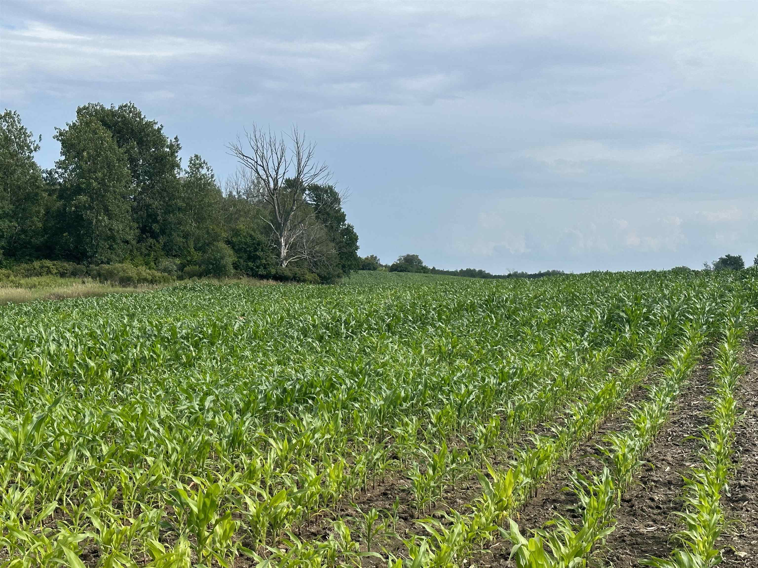 19 Mile Road Marion, MI 49665 - Photo 7 of 9