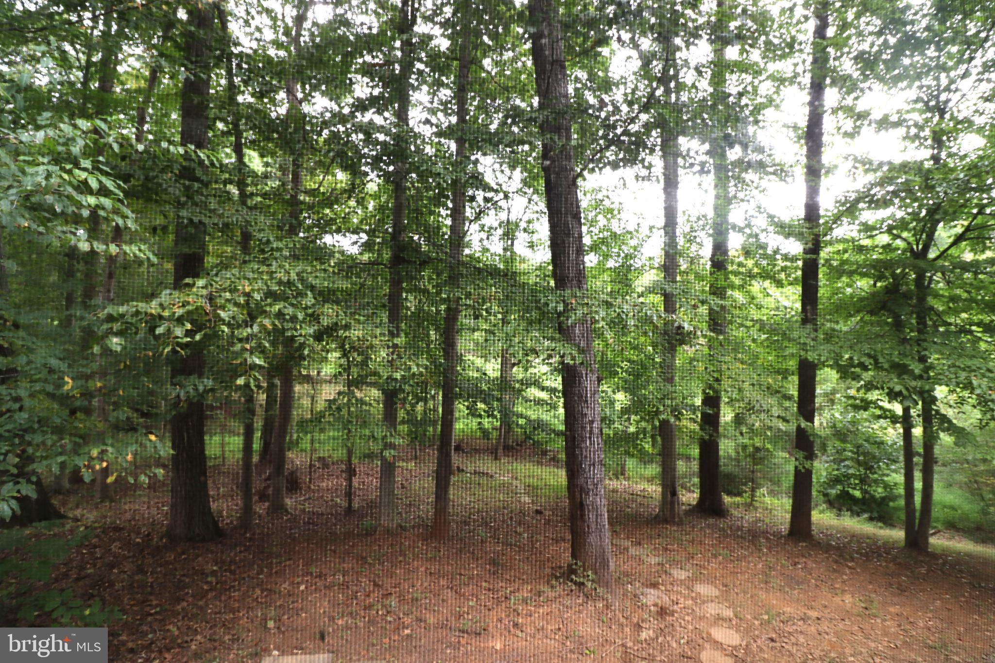 1111 Eastover Parkway Locust Grove, VA 22508 - Photo 11 of 62 a view of a forest that has large trees