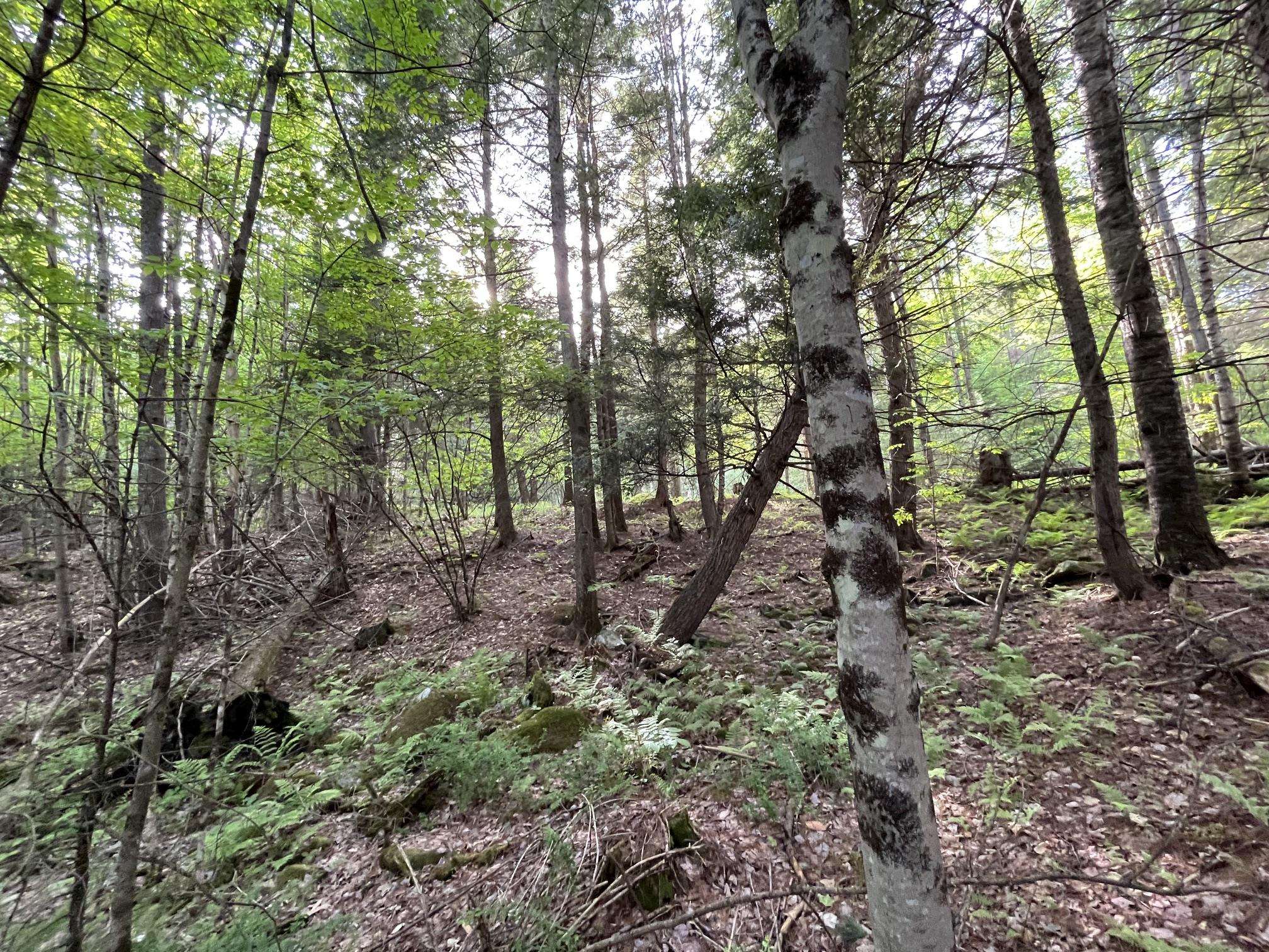 31 River Road Bath, NH 03740 - Photo 25 of 26