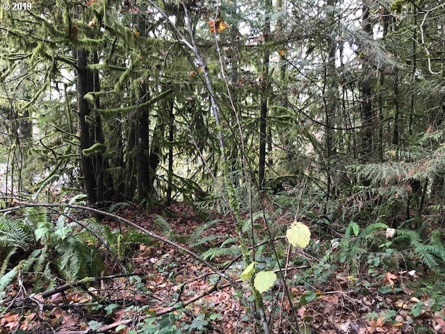64604 East Sandy River Lane Rhododendron, OR 97049 - Photo 3 of 4 a view of a tree in a forest