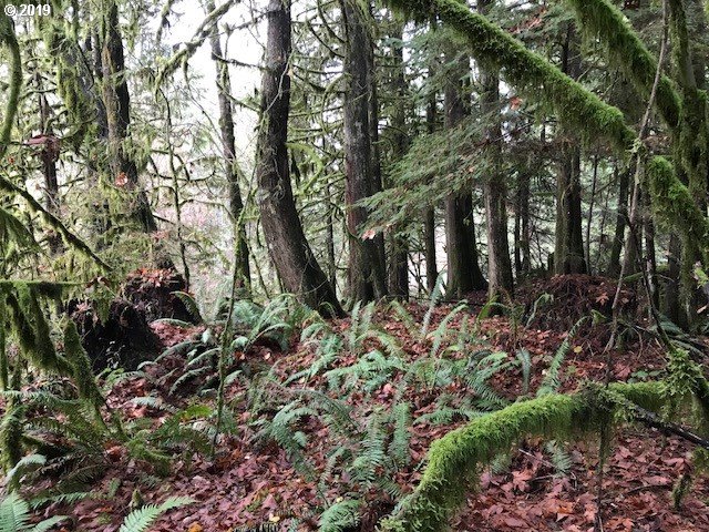 64604 East Sandy River Lane Rhododendron, OR 97049 - Photo 4 of 4 a view of a tree in a garden