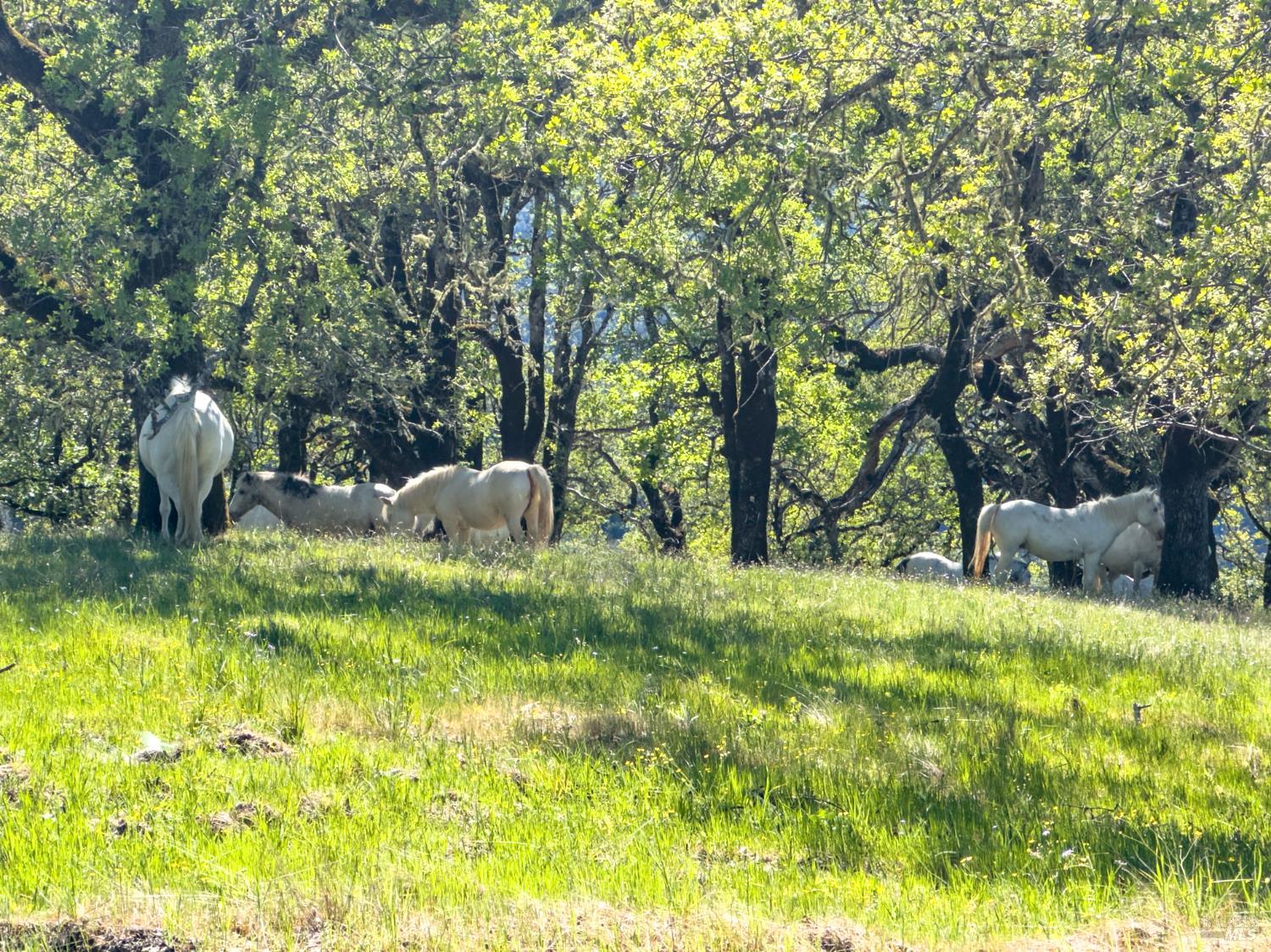1510 Boonville Road Ukiah, CA 95482 - Photo 23 of 26 a backyard of a house with a yard and outdoor seating
