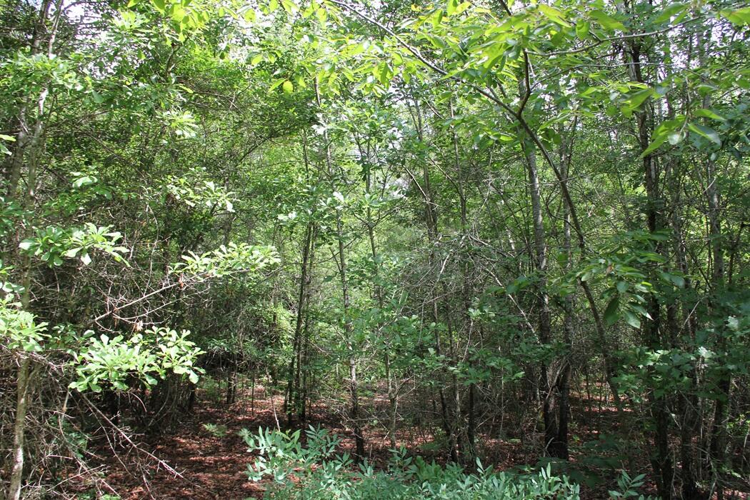 0 New Light Drive Neeses, SC 29107 - Photo 14 of 14 IMG_9972