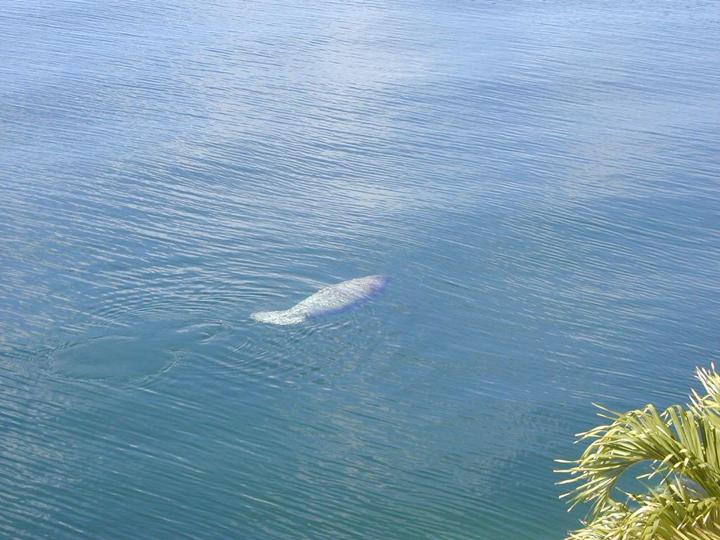 106 Redwing Road Tavernier, FL 33070 - Photo 6 of 10 Clean Clear Waters