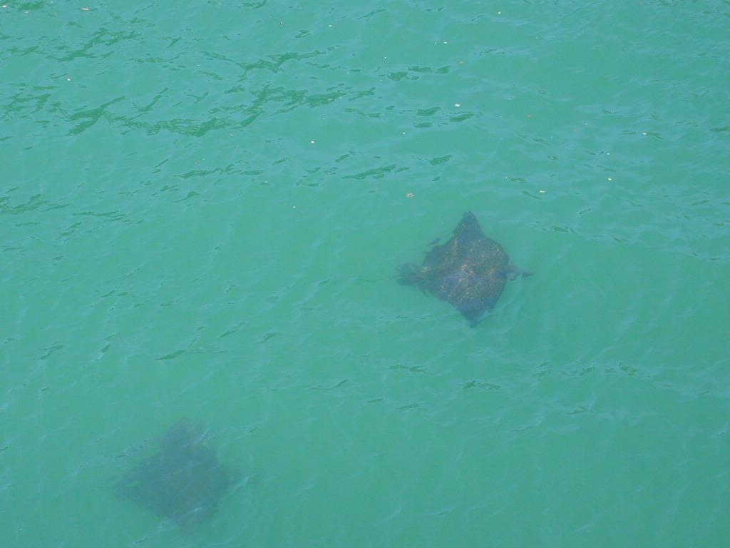 106 Redwing Road Tavernier, FL 33070 - Photo 8 of 10 Sea Friends