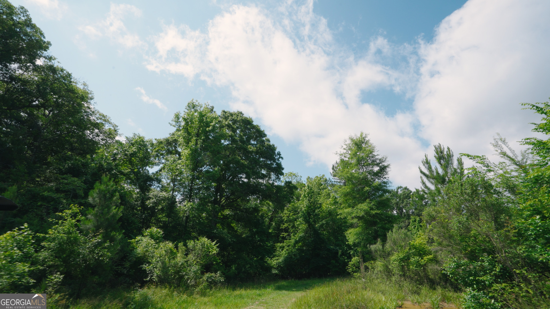 0 East River Road Jacksonville, GA 31544 - Photo 11 of 34 a close up of a plant in a garden