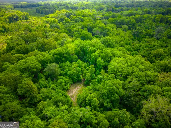 a view of a lush green forest with lots of trees