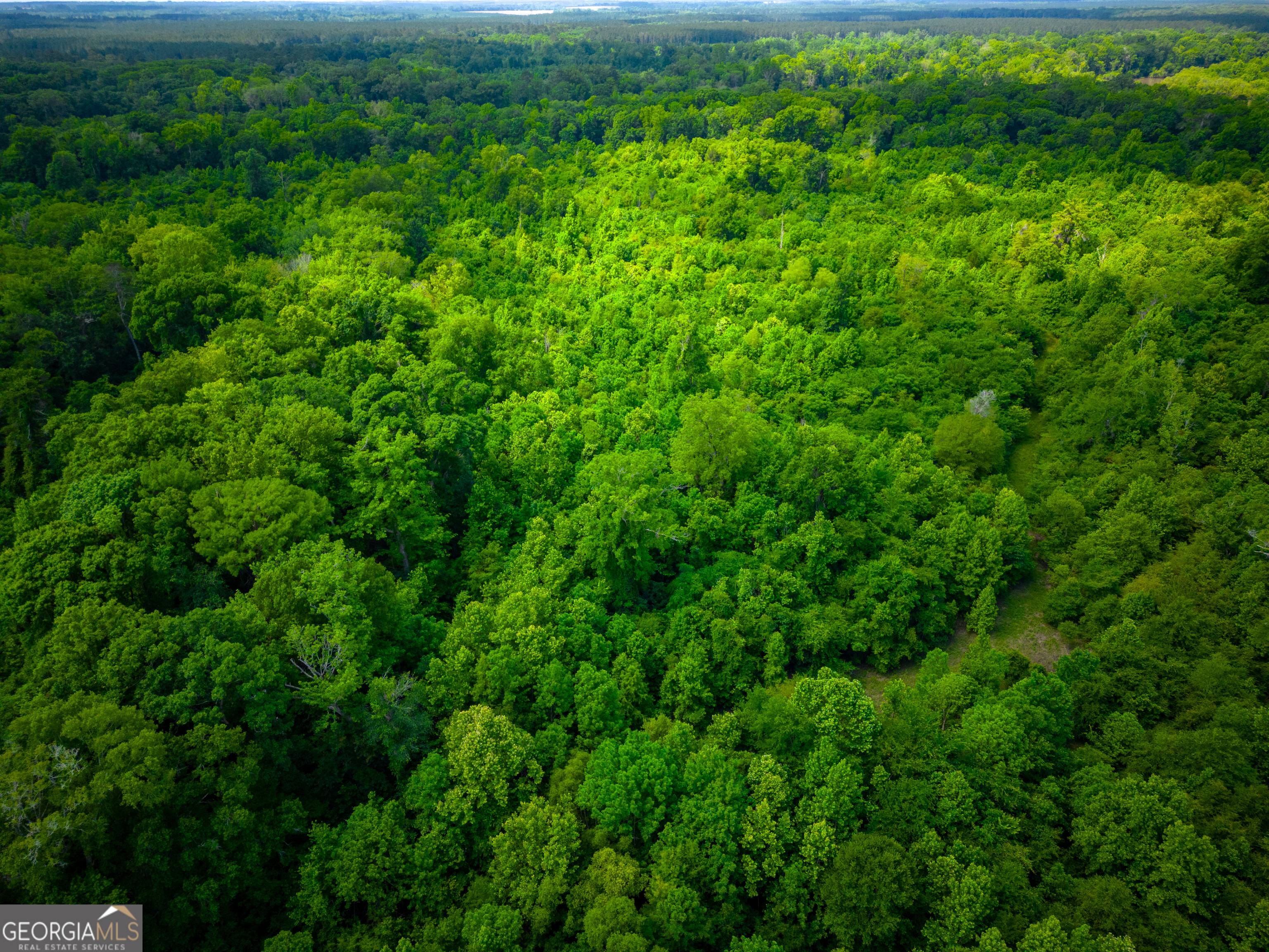 0 East River Road Jacksonville, GA 31544 - Photo 21 of 34 a view of a lush green forest with lots of trees