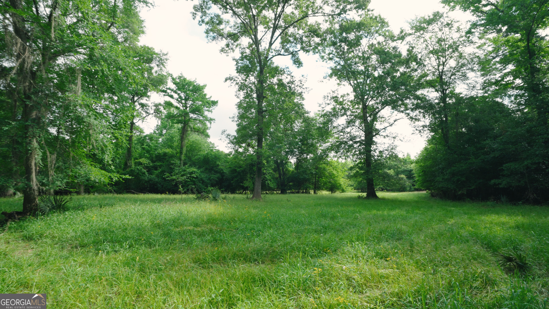 0 East River Road Jacksonville, GA 31544 - Photo 5 of 34 a view of a grassy field with trees in the background