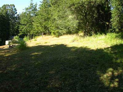 10335 Occidental Road Sebastopol, CA 95472 - Photo 7 of 9 a view of yard with large trees