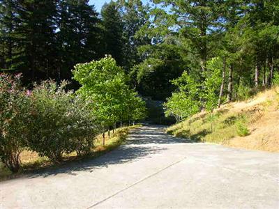 10335 Occidental Road Sebastopol, CA 95472 - Photo 8 of 9 a view of a yard with plants and tree