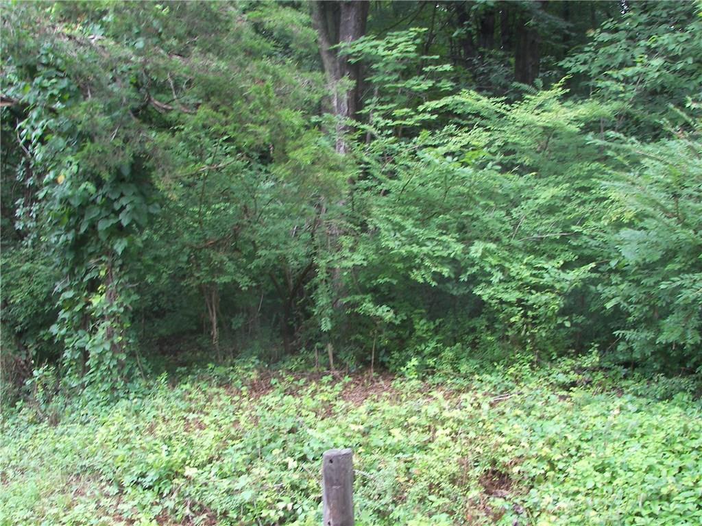 Lot 1 Ranney Hill Road Roxbury, CT 06783 - Photo 1 of 1 a plant view in yard