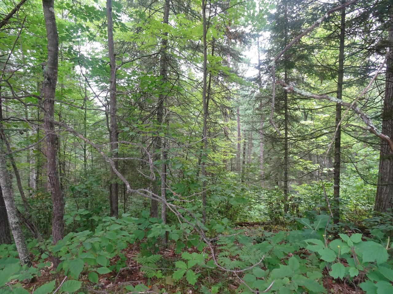 12090 Kobart Road Minocqua, WI 54548 - Photo 18 of 26 Gallery Image 18