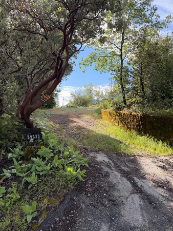 a view of a yard with a tree