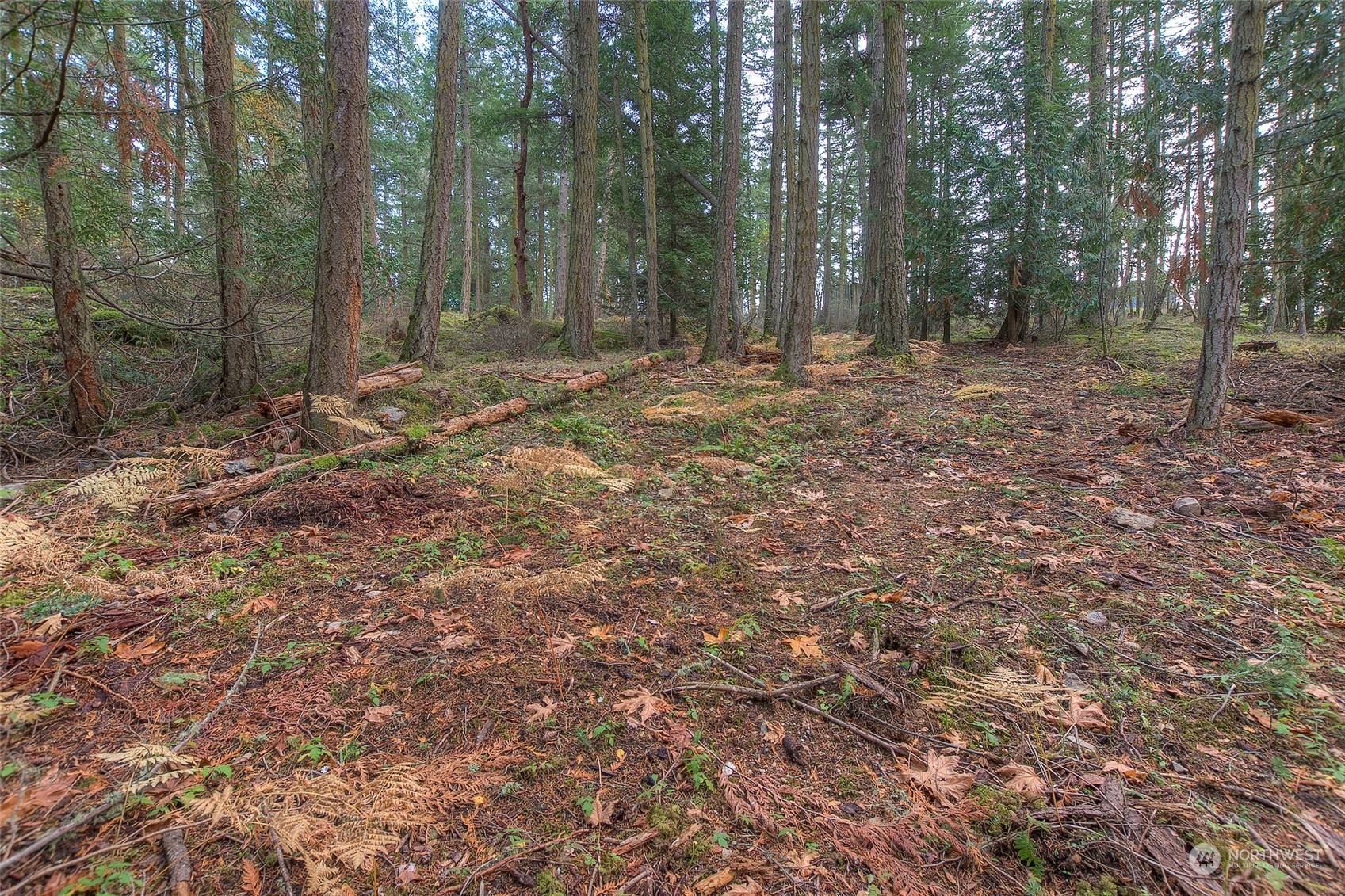 393 Orcas Hill Road Orcas Island, WA 98280 - Photo 8 of 31 Gallery Image 8