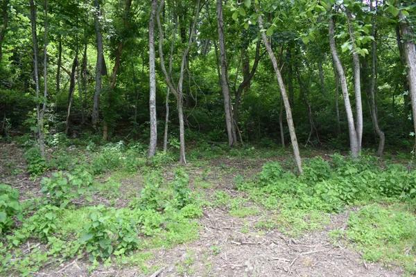 a view of backyard with green space